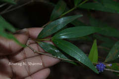 Memecylon angustifolium